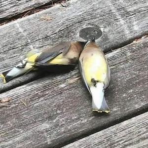 pircure of bird pair
