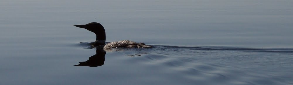 photo of loon in lake