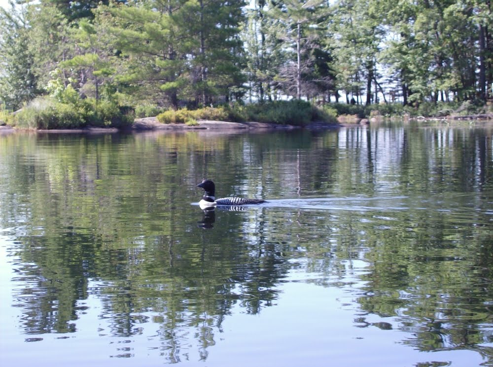photo of loon swimming