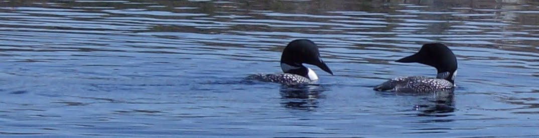 two loons swimming